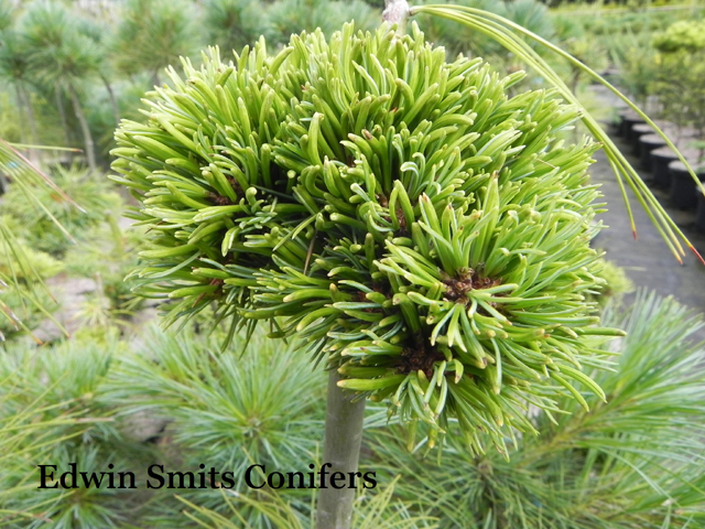 Pinus parviflora 'Filips Little Diamond'
